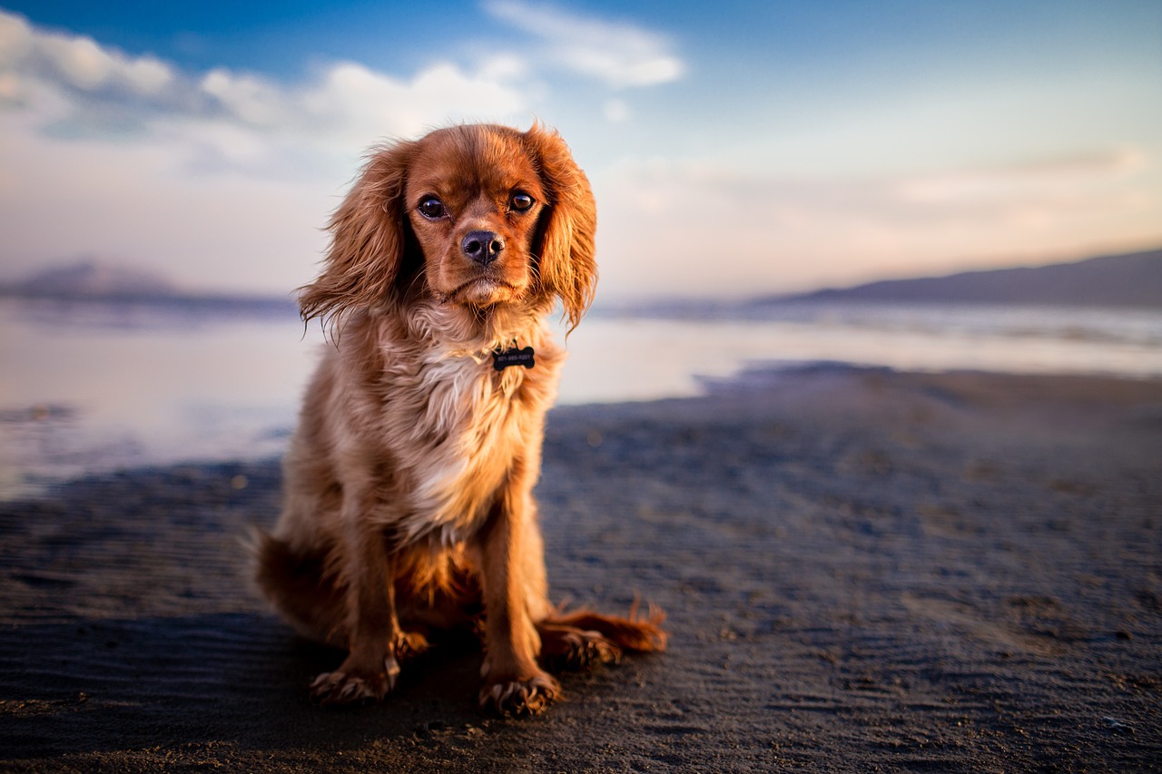 dog, pet, beach-1854119.jpg